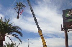 Palm Tree Lift