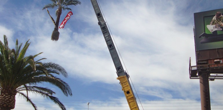 Palm Tree Lift